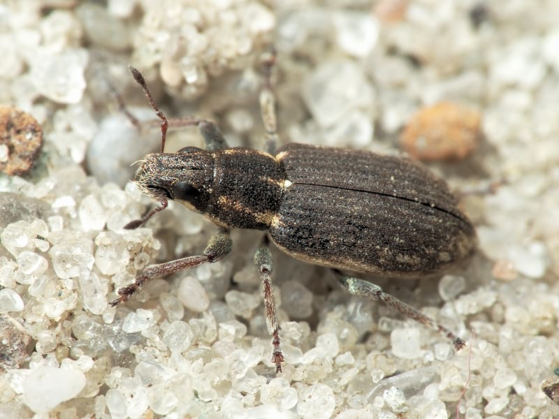 Sitona inops Gyllenhal, 1832